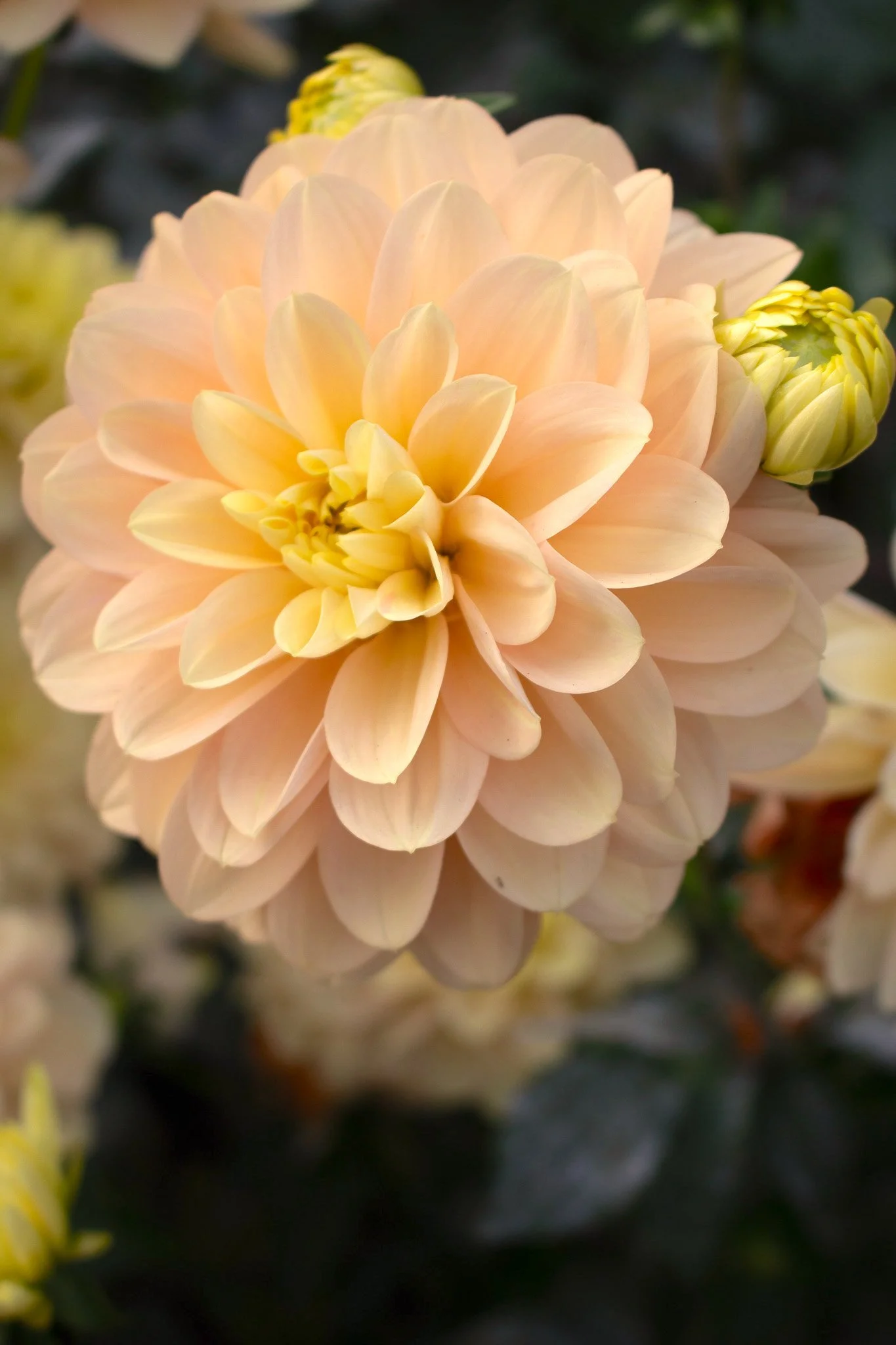 Dahlia : Day Dreamer — ciderpress lane